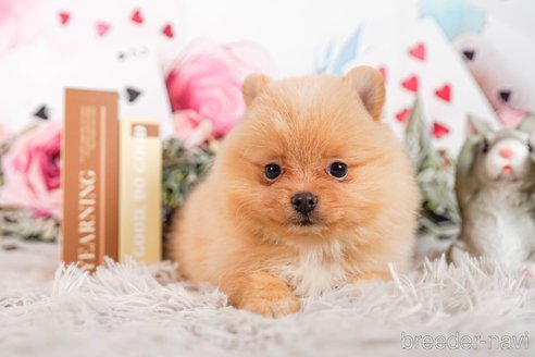 成約済の茨城県のポメラニアン-283417の3枚目